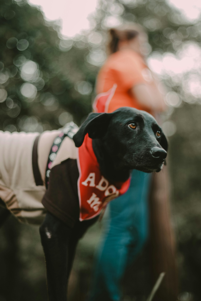 Adopt a Dog Adopt a Pet